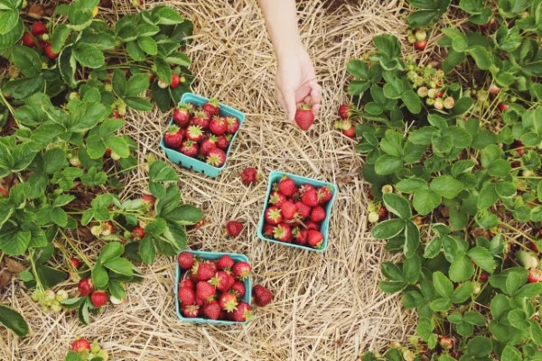 drei Schalen voller reifer Erdbeeren auf dem Stroh