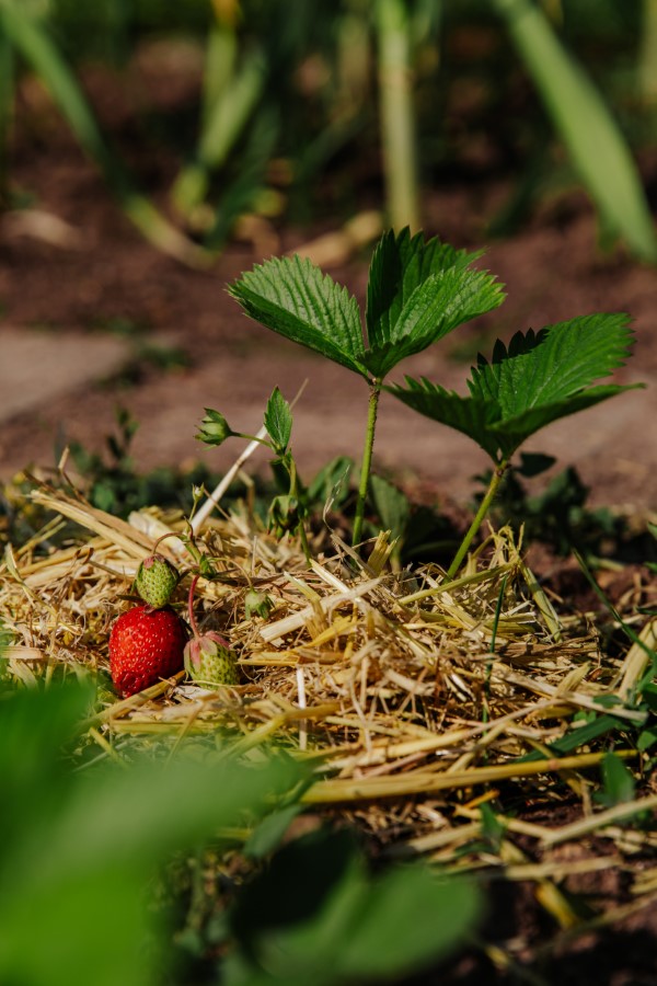 Erdbeeren duengen – Tipps fuer eine ueppige und koestliche Ernte erdbeeren richtig pflegen ernten