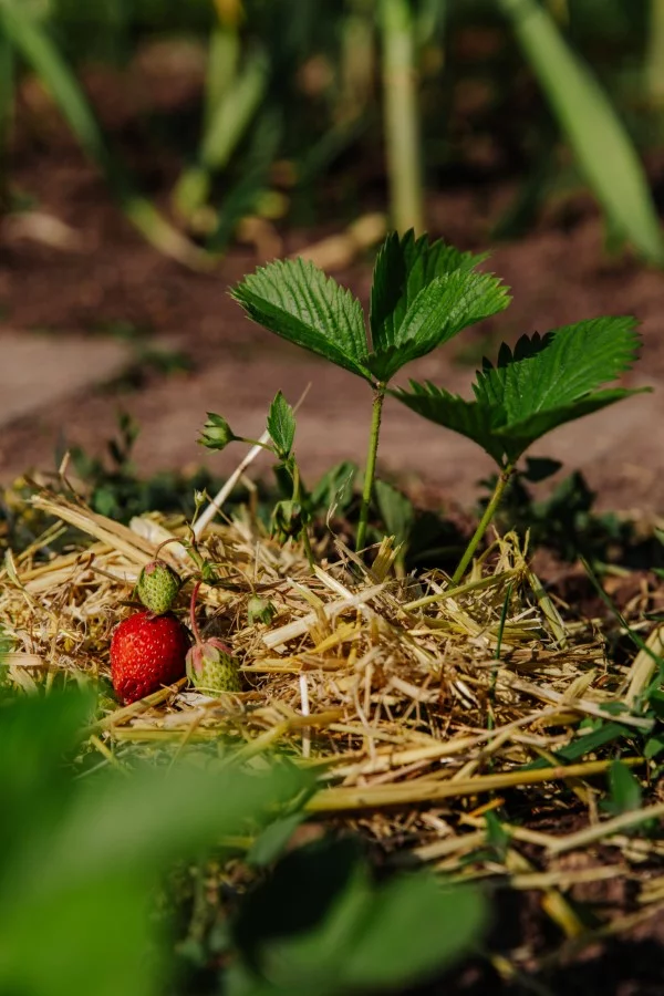 Erdbeeren düngen und pflegen mit Stroh im Garten 