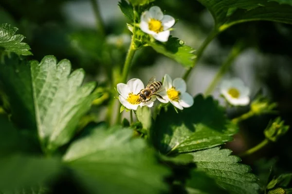 Biene auf blühender Erdbeerpflanze 