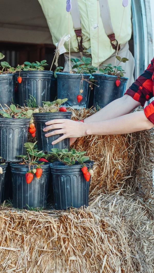 Erdbeeren düngen und vermehren in Plastikbehältern aus Stroh 
