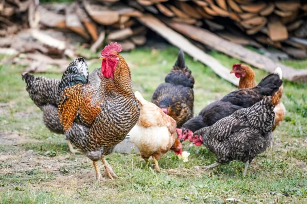 Hühner mit Huhn im Garten 