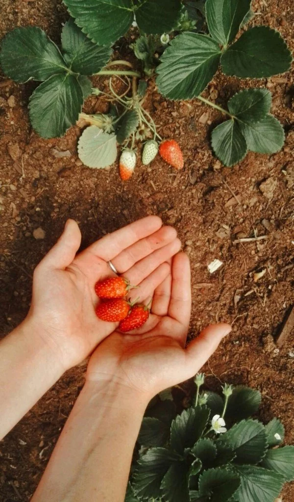 reife Erdbeeren aus dem Garten pflücken 