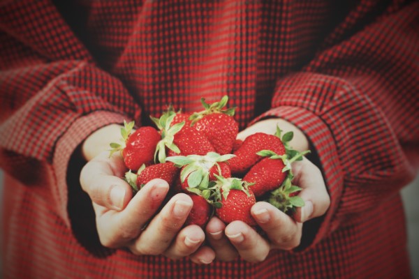 Erdbeeren duengen – Tipps fuer eine ueppige und koestliche Ernte schoene leckere nahrhafte erdbeeren