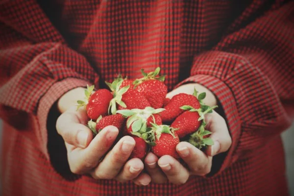 Erdbeeren düngen – Hände voller reifen Erdbeeren 