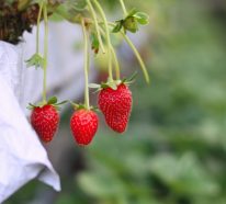 Erdbeeren lagern, einfrieren, trocknen – Tipps für langanhaltende Frische