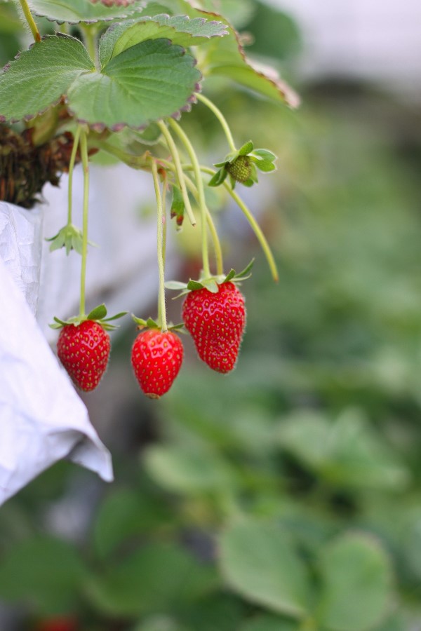 Erdbeeren lagern, einfrieren, trocknen – Tipps fuer langanhaltende Frische erdbeeren an der pflanze balkon