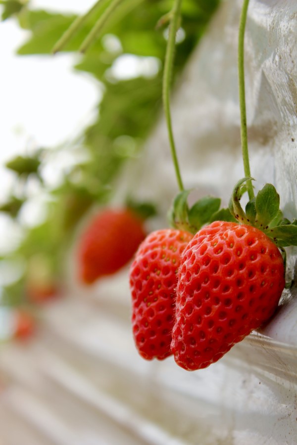 Erdbeeren lagern, einfrieren, trocknen – Tipps fuer langanhaltende Frische erdbeeren lecker reif pflanze