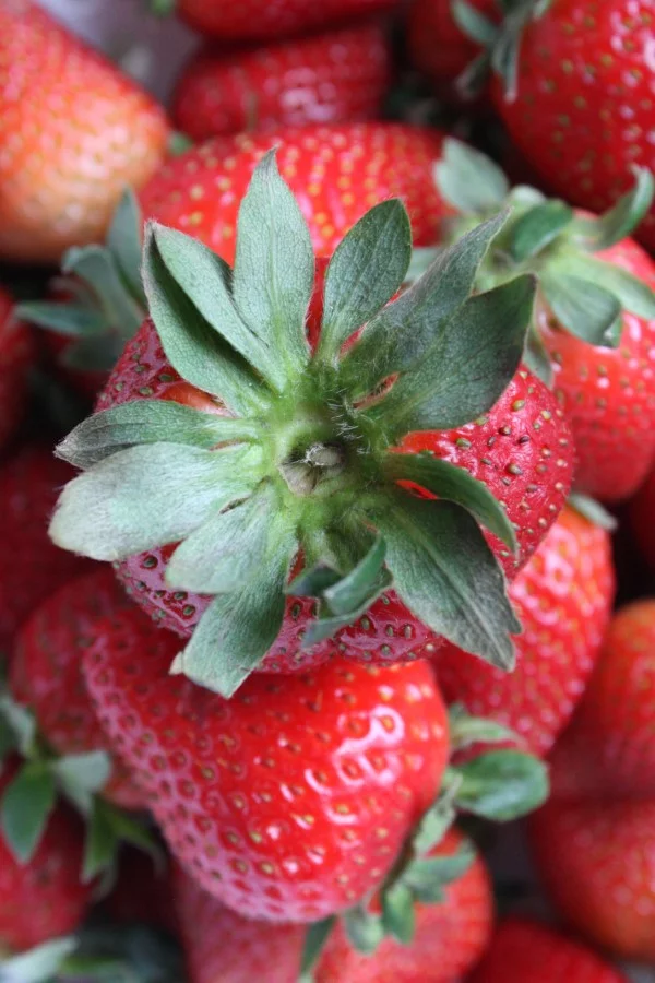 Erdbeeren lagern, einfrieren, trocknen – Tipps fuer langanhaltende Frische gruene blaetter beeren essbar