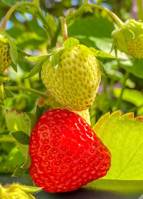 Erdbeeren lagern, einfrieren, trocknen – Tipps fuer langanhaltende Frische reife und unreife beere