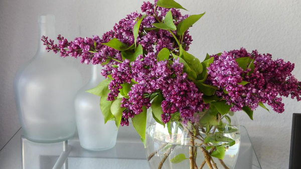 Flieder in der Vase hellrosafarbene Blüten als Blickfang herrlicher Duft zu Hause
