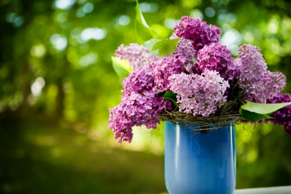 Flieder in der Vase herrliche Blüten in zarten Farben in einer blauen Vase