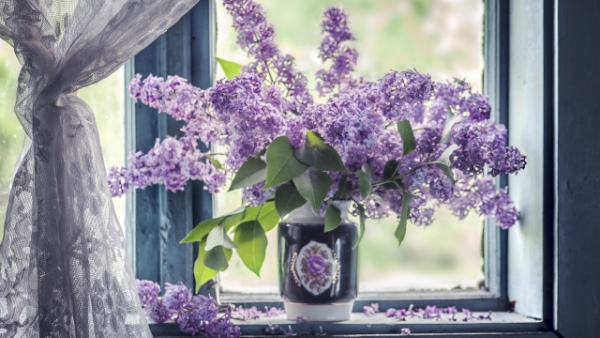 Flieder in der Vase herrlicher Anblick voller Romantik helllila Blüten auf dem Fensterbrett leichte Spitzengardine