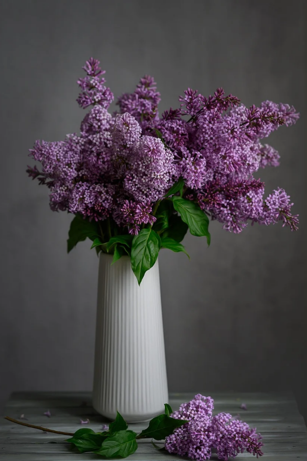 Flieder in der Vase hohe elegante weiße Vase lilafarbene Blütenrispen ein toller Blickfang