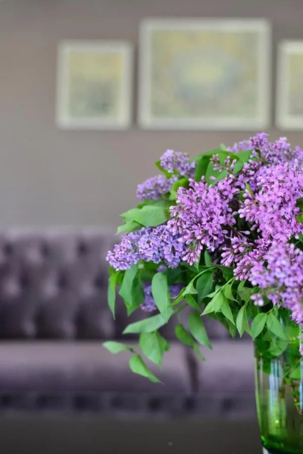 Vase mit Fliederstielen schmückt den Tisch im Wohnzimmer Blickfang im Raum