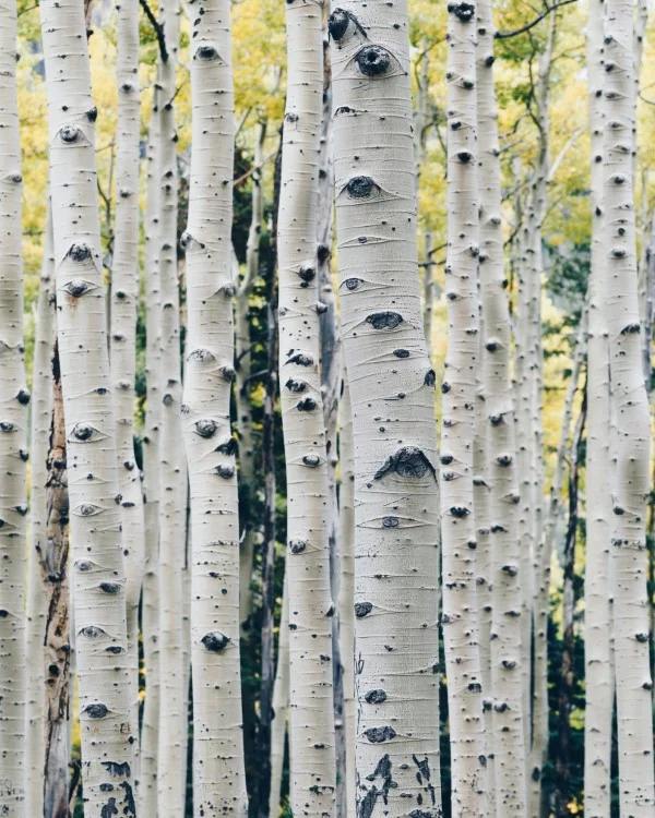 Gartendeko mit Birkenholz – traumhafte Ideen mit symbolischer Bedeutung birken wald herbst magisch