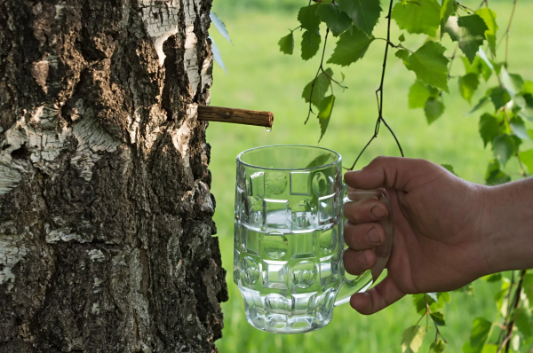 Gartendeko mit Birkenholz – traumhafte Ideen mit symbolischer Bedeutung birkenwasser gesund lecker