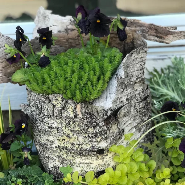 Gartendeko mit Birkenholz – traumhafte Ideen mit symbolischer Bedeutung blumentopf aus birkenstamm idee