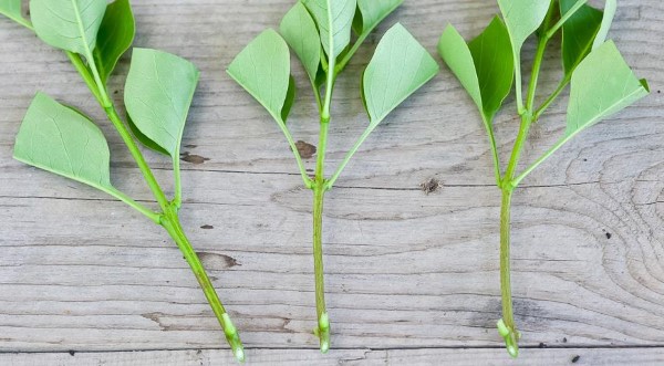 Gemeiner Flieder vermehren – 3 einfache Methoden edelflieder stecklinge richtig schneiden