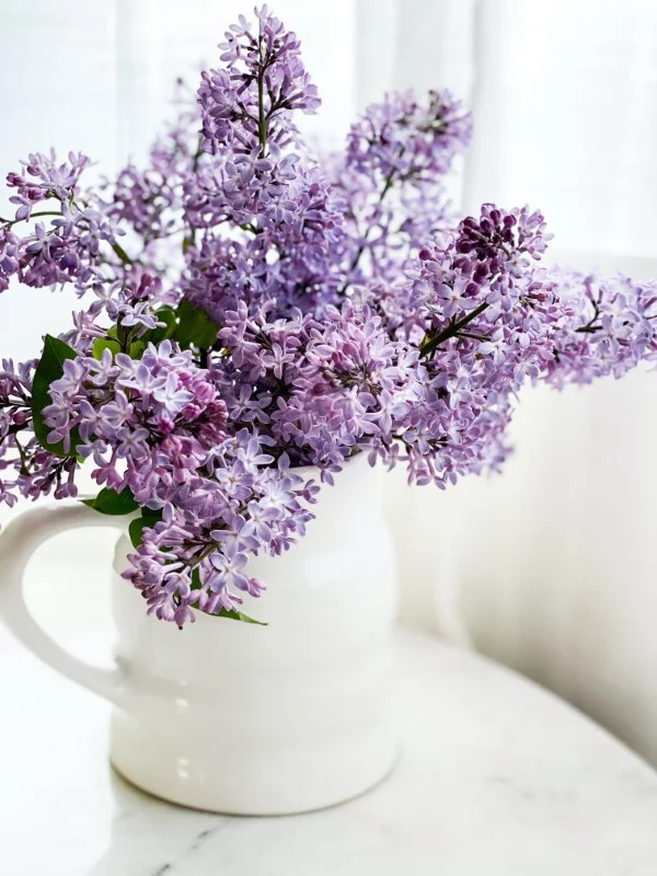 Gemeiner Flieder vermehren – 3 einfache Methoden schnittblumen edelflieder vase