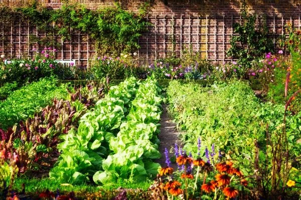 Gemuesegarten anlegen frisches Gemüse im eigenen Garten pflegen und ernten viel Geld sparen
