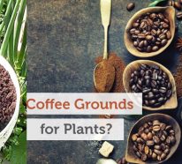 Düngen mit Kaffeesatz: Wie kann Ihr Garten davon profitieren?