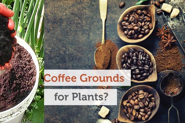 Ist Düngen mit Kaffeesatz vorteilhaft für die Gartenpflanzen