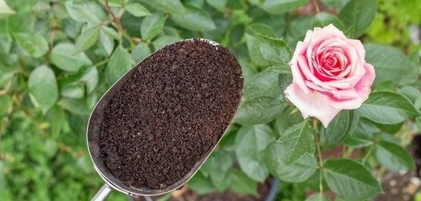 Kaffeesatz als Blumendünger Rosen düngen