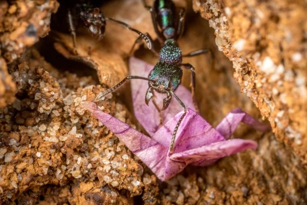 Kaffeesatz gegen Ameisen im Rasen und Garten ameise untergrund origami