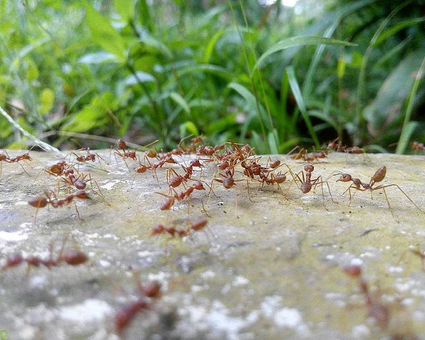Kaffeesatz gegen Ameisen im Rasen und Garten ameisen im garten vertreiben