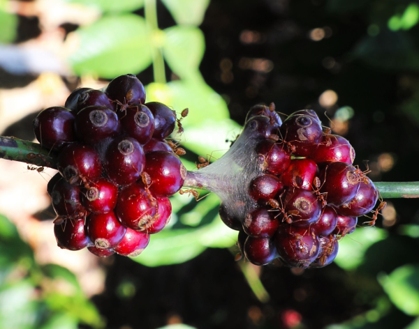 Kaffeesatz gegen Ameisen im Rasen und Garten ameisen in natur kirschen
