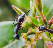 Kaffeesatz gegen Ameisen im Rasen und Garten