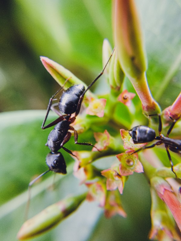 Kaffeesatz gegen Ameisen im Rasen und Garten ameisen krabbeln auf pflanzen