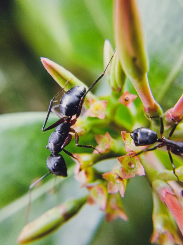 Kaffeesatz gegen Ameisen im Rasen und Garten ameisen krabbeln auf pflanzen