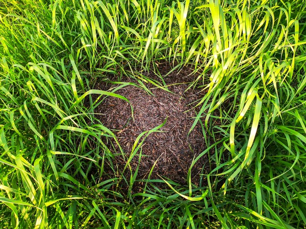 Kaffeesatz gegen Ameisen im Rasen und Garten ameisenhaufen im rasen