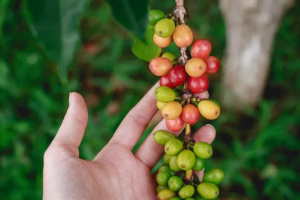 Kaffeesatz gegen Ameisen im Rasen und Garten kaffee kirschen gruen reif
