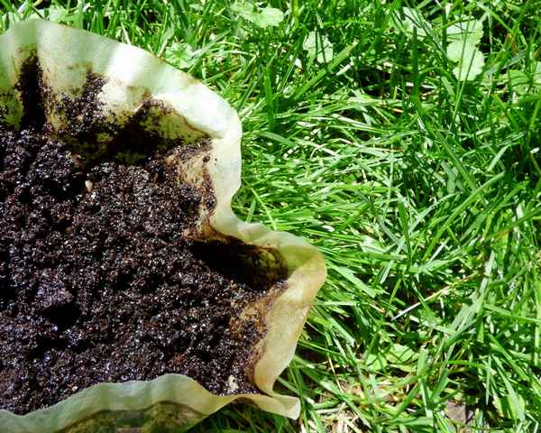 Kaffeesatz gegen Ameisen im Rasen und Garten kaffee rasen pflege