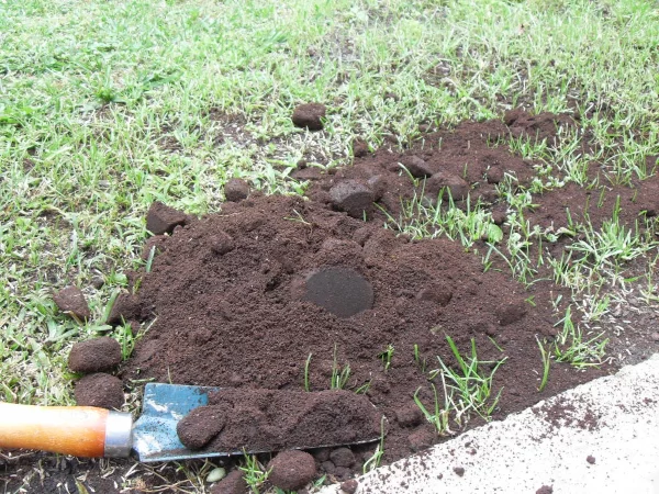 Kaffeesatz gegen Ameisen im Rasen und Garten rasenpflege mit kaffee