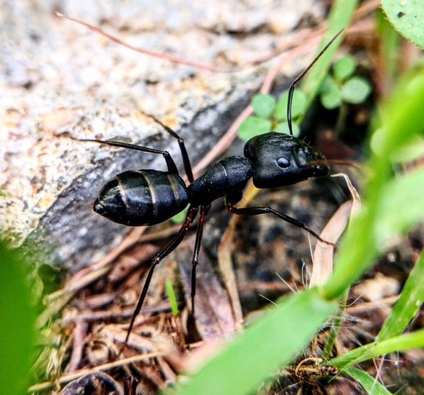 Kaffeesatz gegen Ameisen im Rasen und Garten schwarze ameise im garten stein