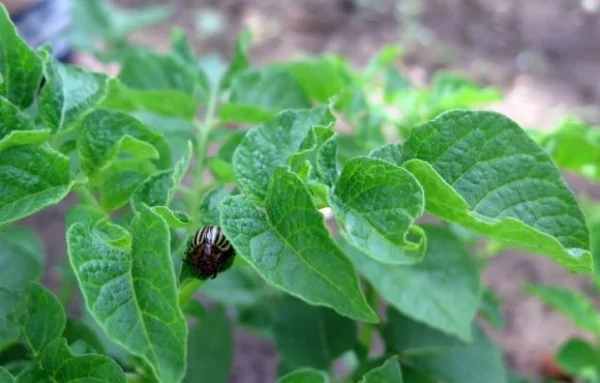 Kann man Kartoffelkäfer bekämpfen ohne Chemie kleine Bestien im Garten