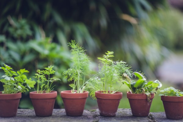 Kraeuter anbauen einfach gemacht – Pflegetipps fuer aromatische Gewuerze gesunde aromatische leckere pflanzen