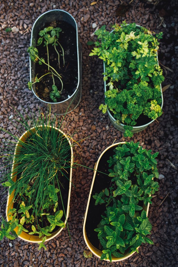 Kraeuter anbauen einfach gemacht – Pflegetipps fuer aromatische Gewuerze kraeutergarten klein aber nutzvoll