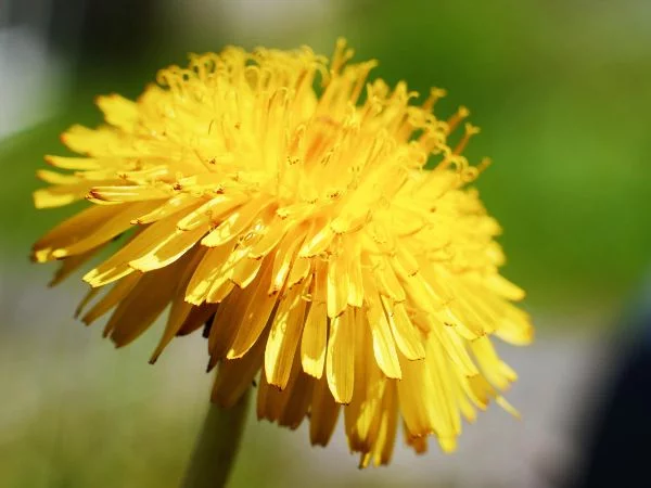 Loewenzahn entfernen -schöne gelne Blüte