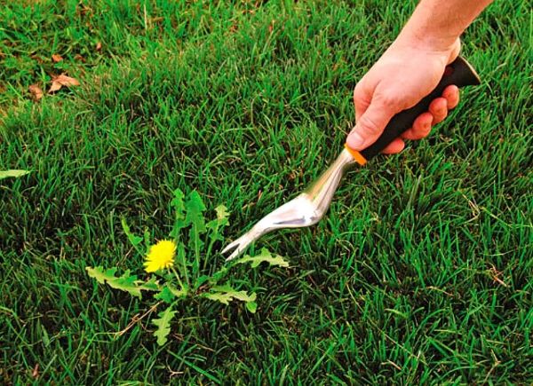 Loewenzahn entfernen einen tollen Rasen duengen