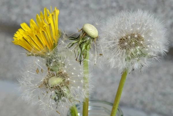 Loewenzahn entfernen - schnelle Verwandlung von gelber Blüte in Pusteblume