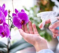 Orchideen düngen – clevere Tipps, wie Sie die Exotin richtig pflegen