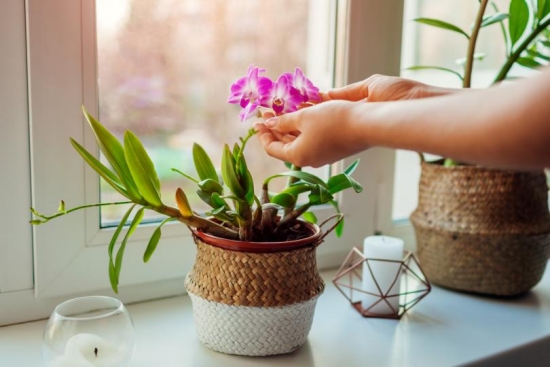 Orchideen düngen Schwachzehrer benötigen nicht viele Nährstoffe langsamer Stoffwechsel
