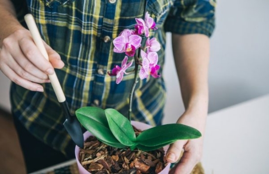 Orchideen düngen beste Orchideenerden aus Rinde Torf Kokosfasern reichhaltiges Substrat