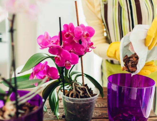Orchideen düngen durchsichtige Gefäße benutzen