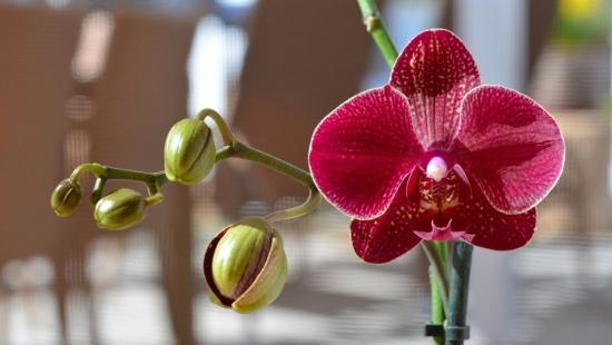 Orchideen düngen einzigartige natürliche Schönheit im Topf violette Blüte weitere Knospen
